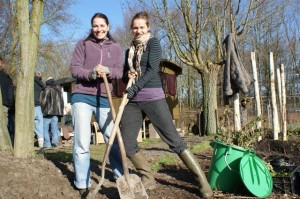 Rozen in je tuin