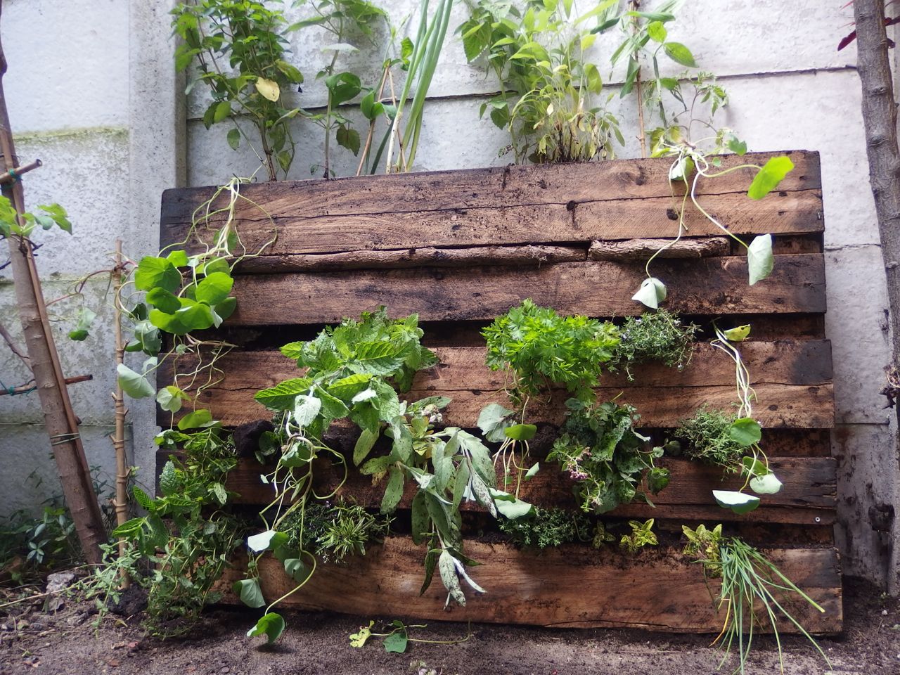 Eetbare tuin? dit kan je nu (in de herfst) doen! roos goes green