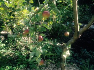 Mijn appelboom is het succesnummer van dit najaar!