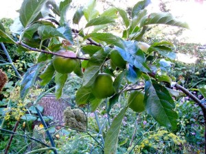 appelboom gilde